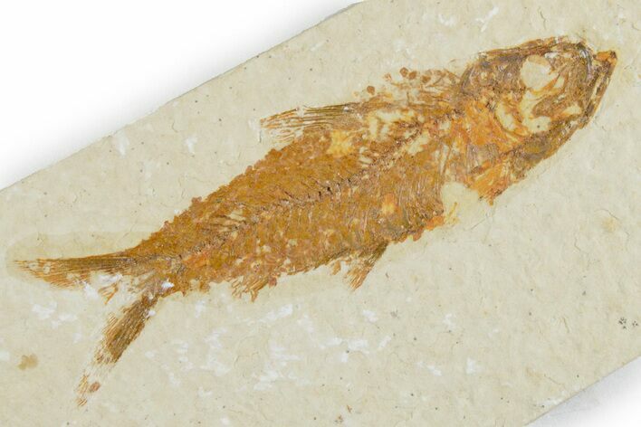 Detailed Fossil Fish (Knightia) - Wyoming #357656